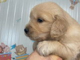 Des chiots Golden Retrievers LOF disponibles à la réservation