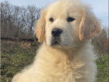 Des chiots Golden Retrievers LOF disponibles à la réservation