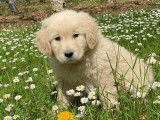 Des chiots Golden Retrievers LOF disponibles à la réservation