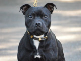 Chien adulte Staffordshire Bull Terrier LOF disponible pour sailli