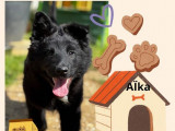 3 chiots Bergers Belges Groenendaels LOF à réserver