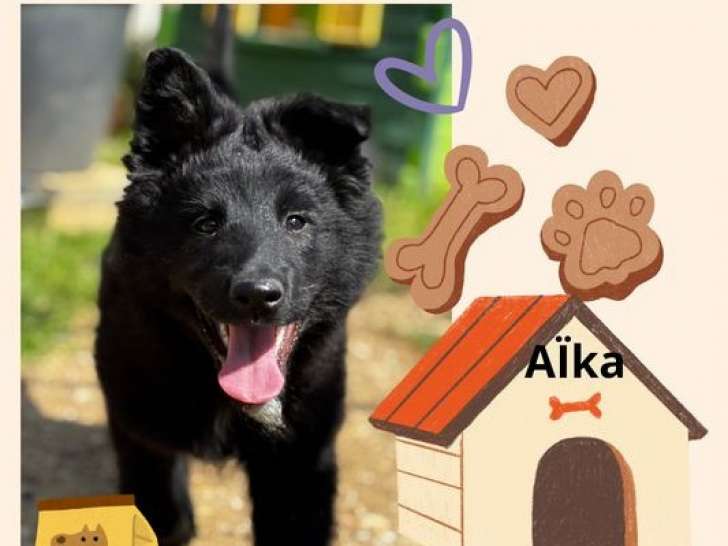 3 chiots Bergers Belges Groenendaels LOF à réserver