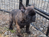 Chiots Bouledogue Français bringés à vendre