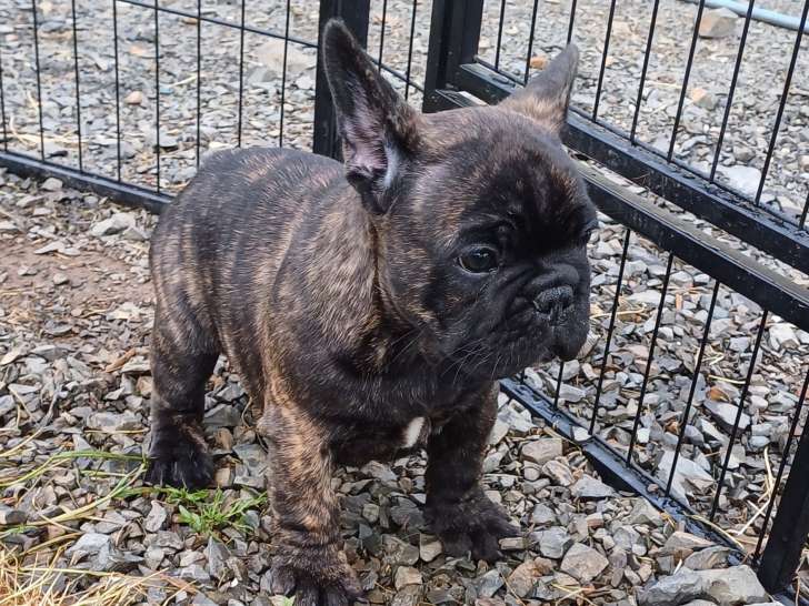 Chiots Bouledogue Français bringés à vendre