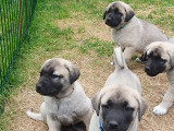 Chiot Kangal LOF à vendre