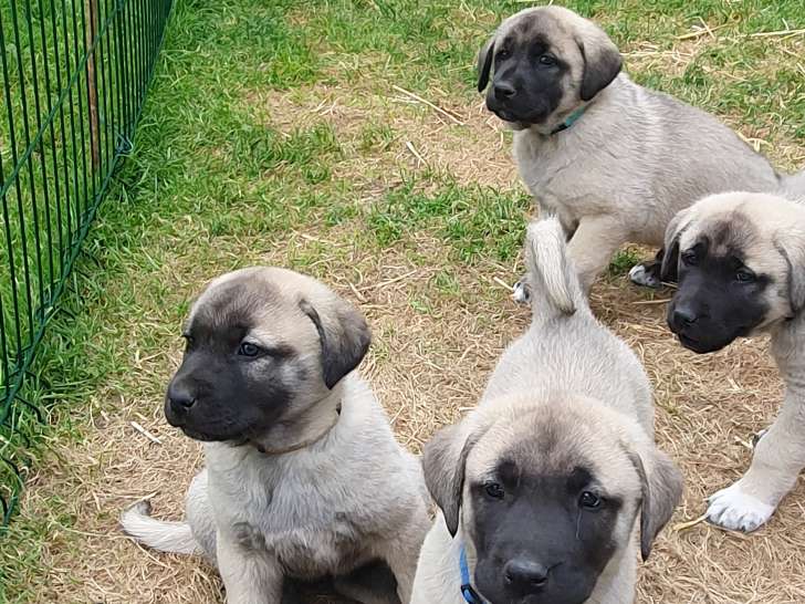 Chiot Kangal LOF à vendre
