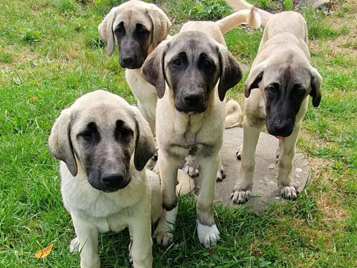Chiot Kangal LOF à vendre