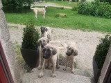 Chiot Kangal LOF à vendre