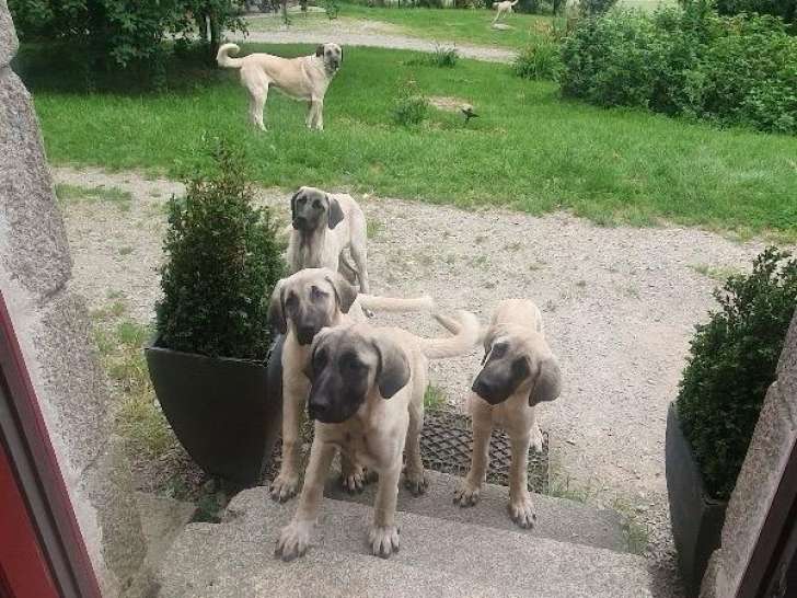 Chiot Kangal LOF à vendre