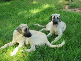 Chiot Kangal LOF à vendre