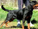 Chiots Rottweilers LOF à réserver