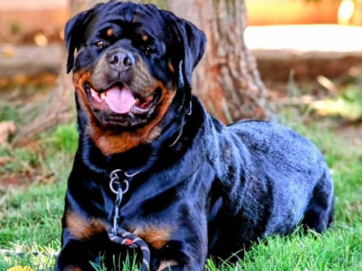 Chiots Rottweilers LOF à réserver