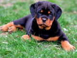 Chiots Rottweilers LOF à réserver