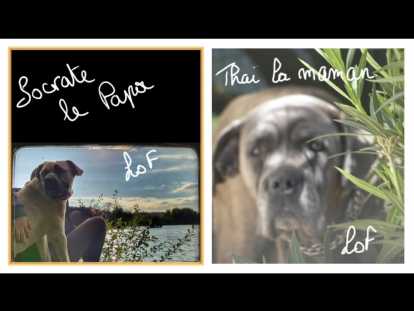 Chiots de race Cane Corso à vendre (6 femelles & 2 mâles)
