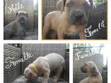 Chiots de race Cane Corso à vendre (6 femelles & 2 mâles)
