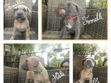 Chiots de race Cane Corso à vendre (6 femelles & 2 mâles)