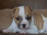 À réserver : 5 chiots Staffordshire Bull Terriers LOF