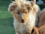 Chiots Bergers Australiens LOF à vendre