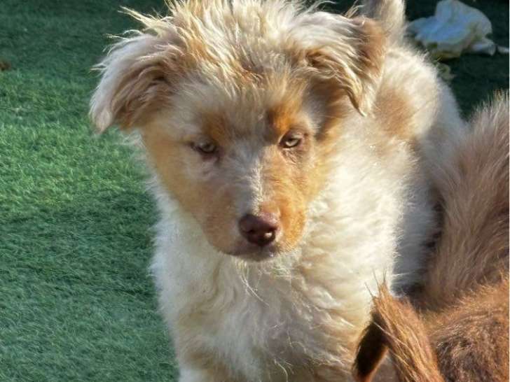 Chiots Bergers Australiens LOF à vendre