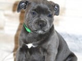7 chiots Staffordshire Bull Terriers LOF disponibles à la vente