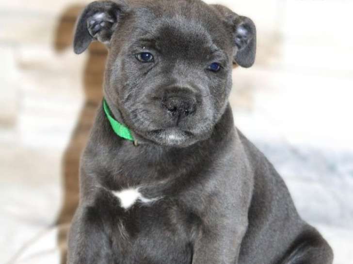 7 chiots Staffordshire Bull Terriers LOF disponibles à la vente