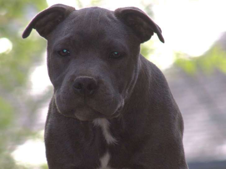 3 chiots Staffordshire Bull Terriers LOF disponibles à la vente