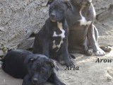 2 chiots Staffordshire Bull Terriers LOF disponibles à la vente