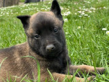 8 chiots Malinois LOF à vendre
