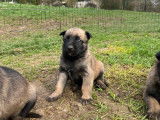 8 chiots Malinois LOF à vendre