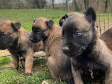 8 chiots Malinois LOF à vendre