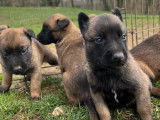 8 chiots Malinois LOF à vendre