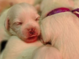 À réserver : 5 chiots femelles Cotons de Tuléar LOF