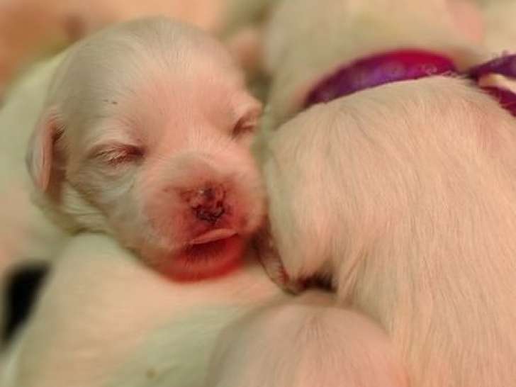 À réserver : 5 chiots femelles Cotons de Tuléar LOF