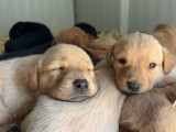 Chiots Labradors LOF disponibles à la réservation
