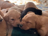 Chiots Labradors LOF disponibles à la réservation