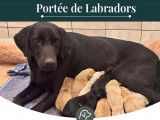Chiots Labradors LOF disponibles à la réservation