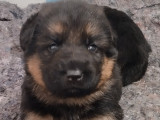 Chiots Berger Allemand LOF à vendre