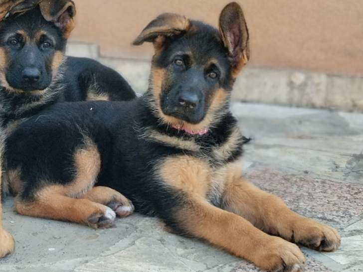 Chiots Berger Allemand LOF à vendre