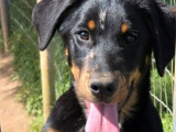 4 chiots Beaucerons LOF noir et feu et arlequin disponibles à la vente