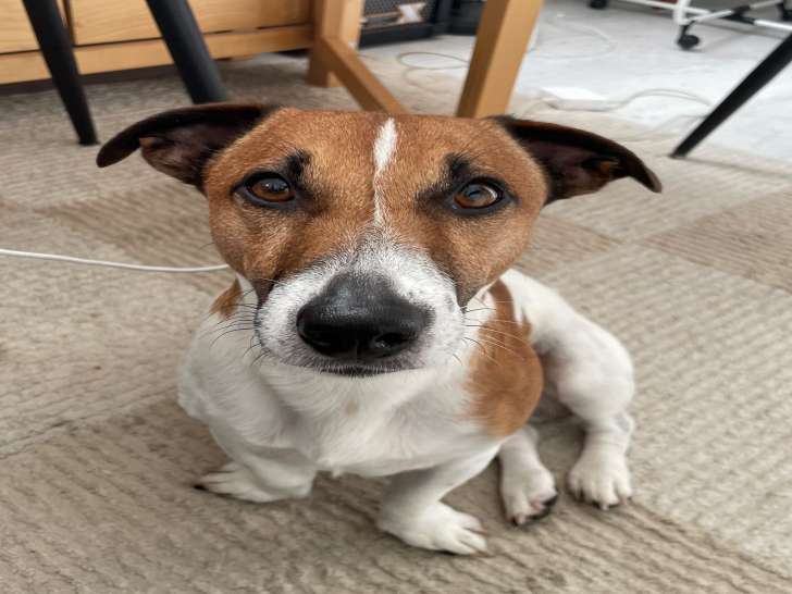 Jack Russel mâle LOF disponible pour saillie