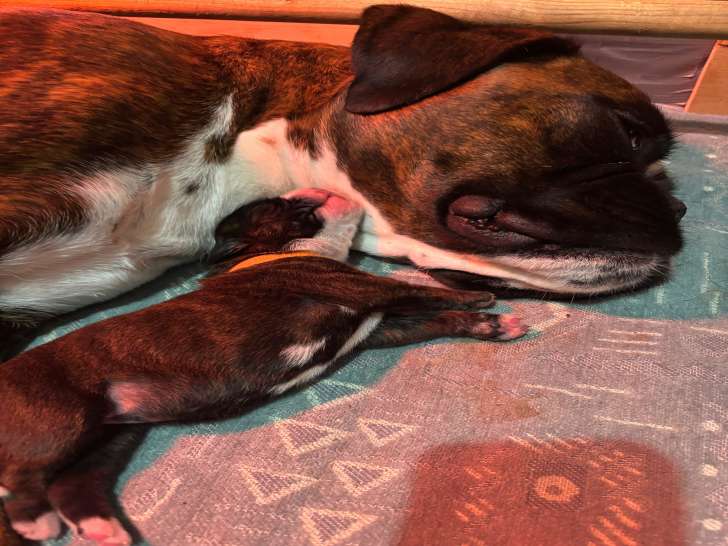 Magnifiques chiots Boxer à vendre