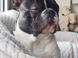 Cherche femelle Bouledogue Français pour saillie