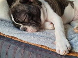 Cherche femelle Bouledogue Français pour saillie