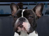 Cherche femelle Bouledogue Français pour saillie