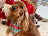 Male Cocker Anglais LOF disponible pour saillie