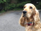 Beau mâle Cocker Anglais de couleur rare disponible pour saillie
