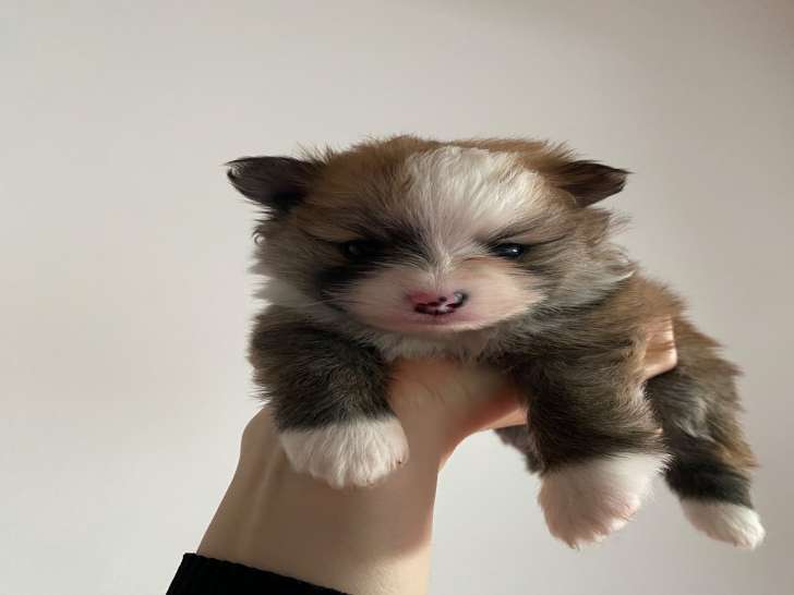 Petit mâle.