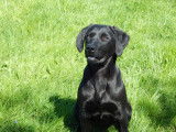 1 male Labrador LOF à vendre