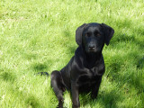 1 male Labrador LOF à vendre