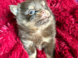 Chiot Pomchi à vendre